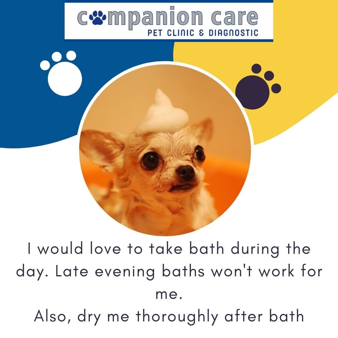 Pet Care Image 3